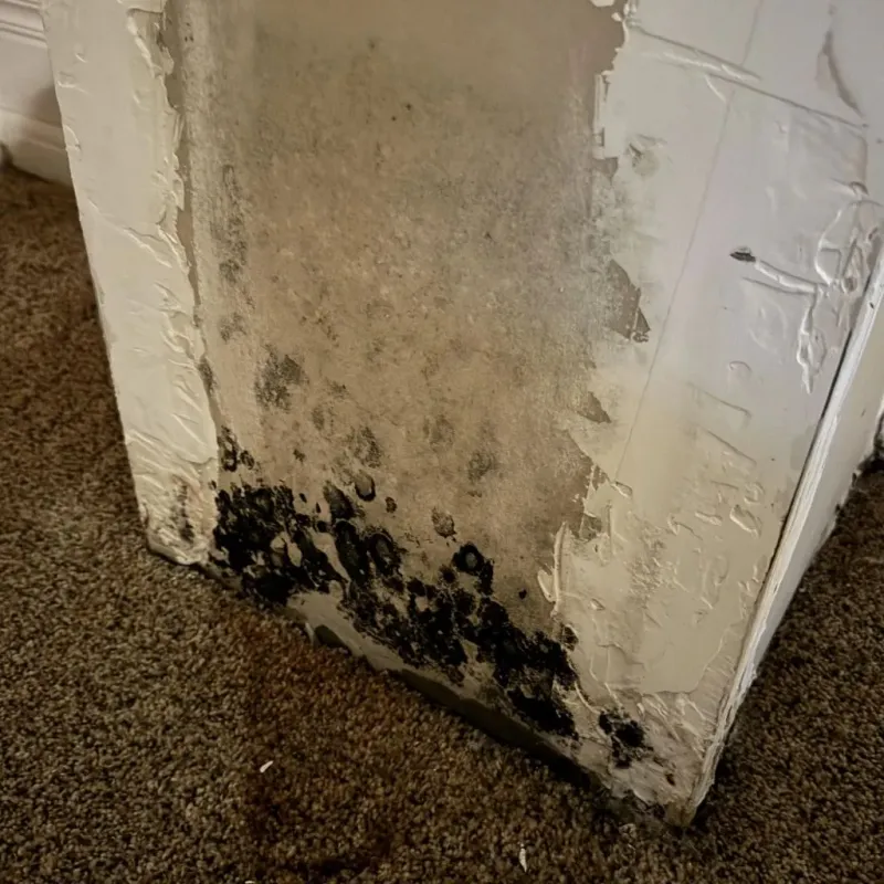 Professional Mold Removal in Powell, WY
